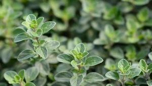 Jak uprawiać majeranek ogrodowy? Poradnik ogrodniczy i kulinarny