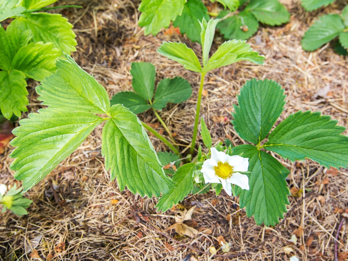 Kwitnący krzak truskawki w ogrodzie