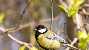 Czy ptaki potrzebują dokarmiania wiosną? Niewiedza może im szkodzić