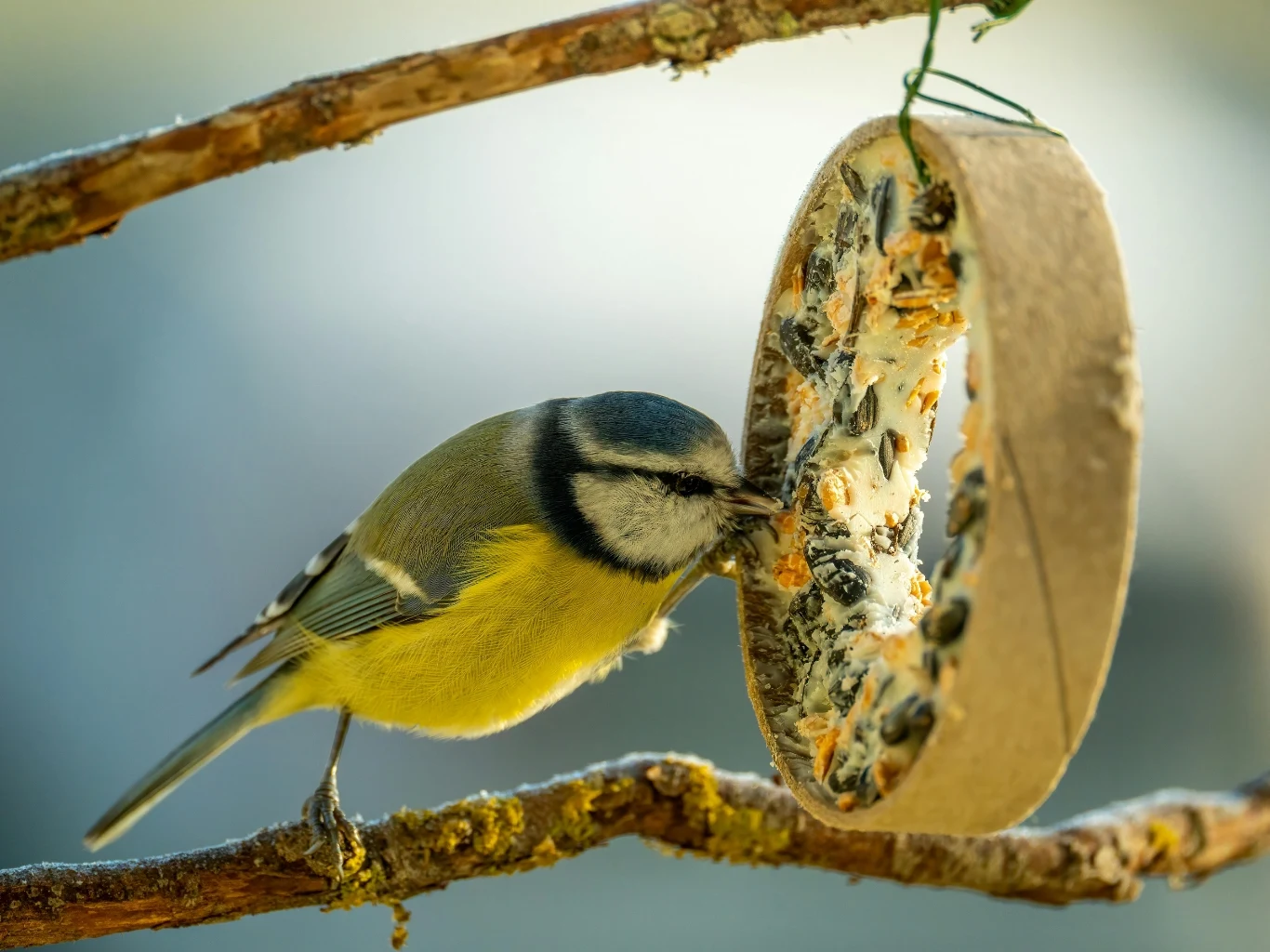Sikorka modra przy karmniku zimą