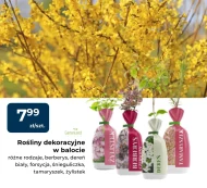 Roślina dekoracyjna