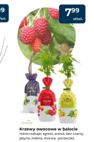 Плодовий кущ