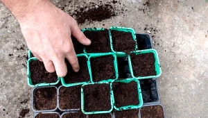 W takiej ziemi pomidory rosną jak na drożdżach. Każda sadzonka jest silna