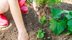 Posadź tam, gdzie będą ogórki. Skończą się problemy z chorobami