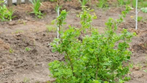 Ochronisz porzeczkę i agrest przed szkodnikami. Ogrodnicza metoda za grosze