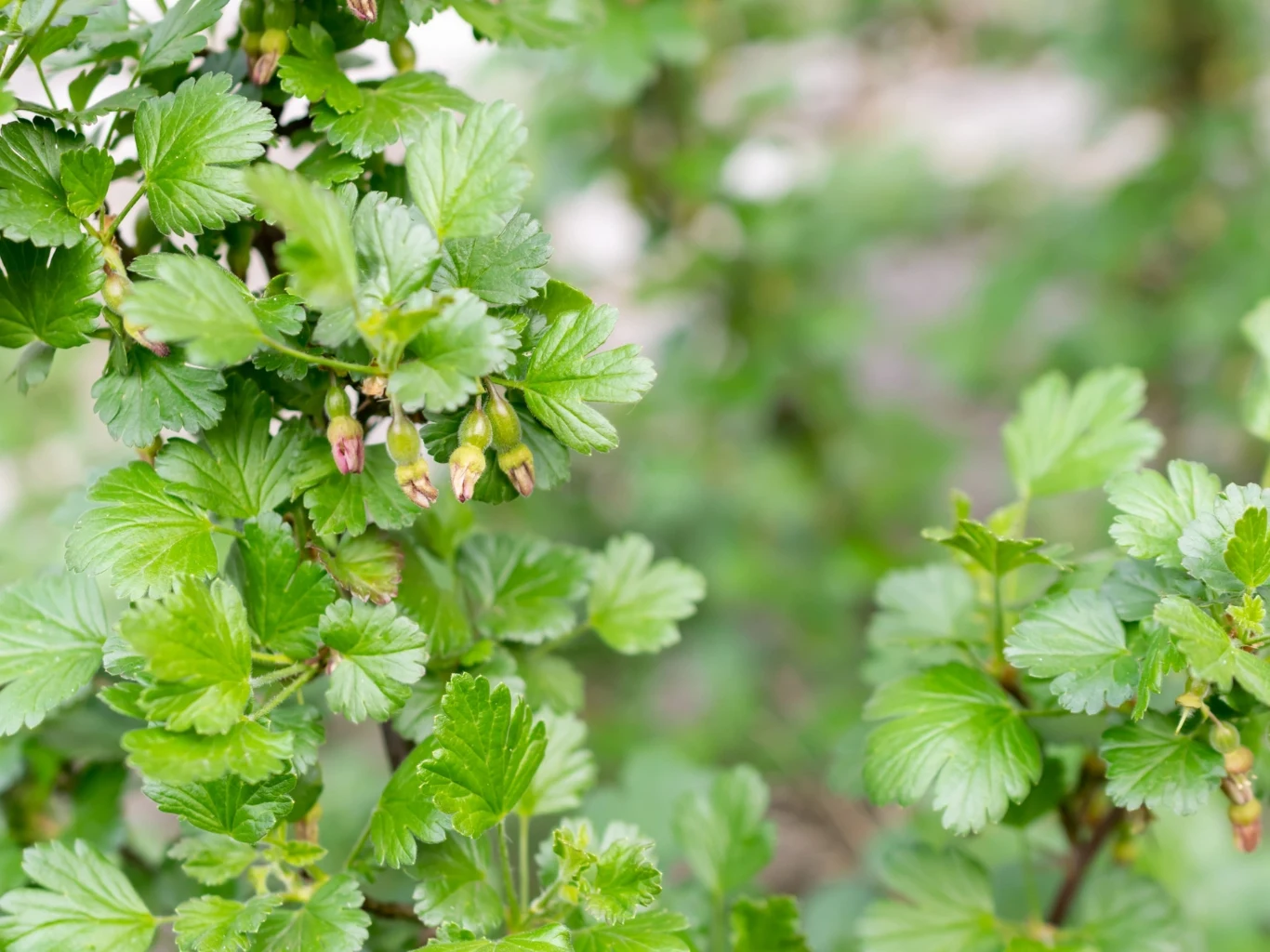 Zielone liście agrestu z drobnymi, rozwijającymi się pąkami kwiatowymi na tle delikatnie rozmytej roślinności.