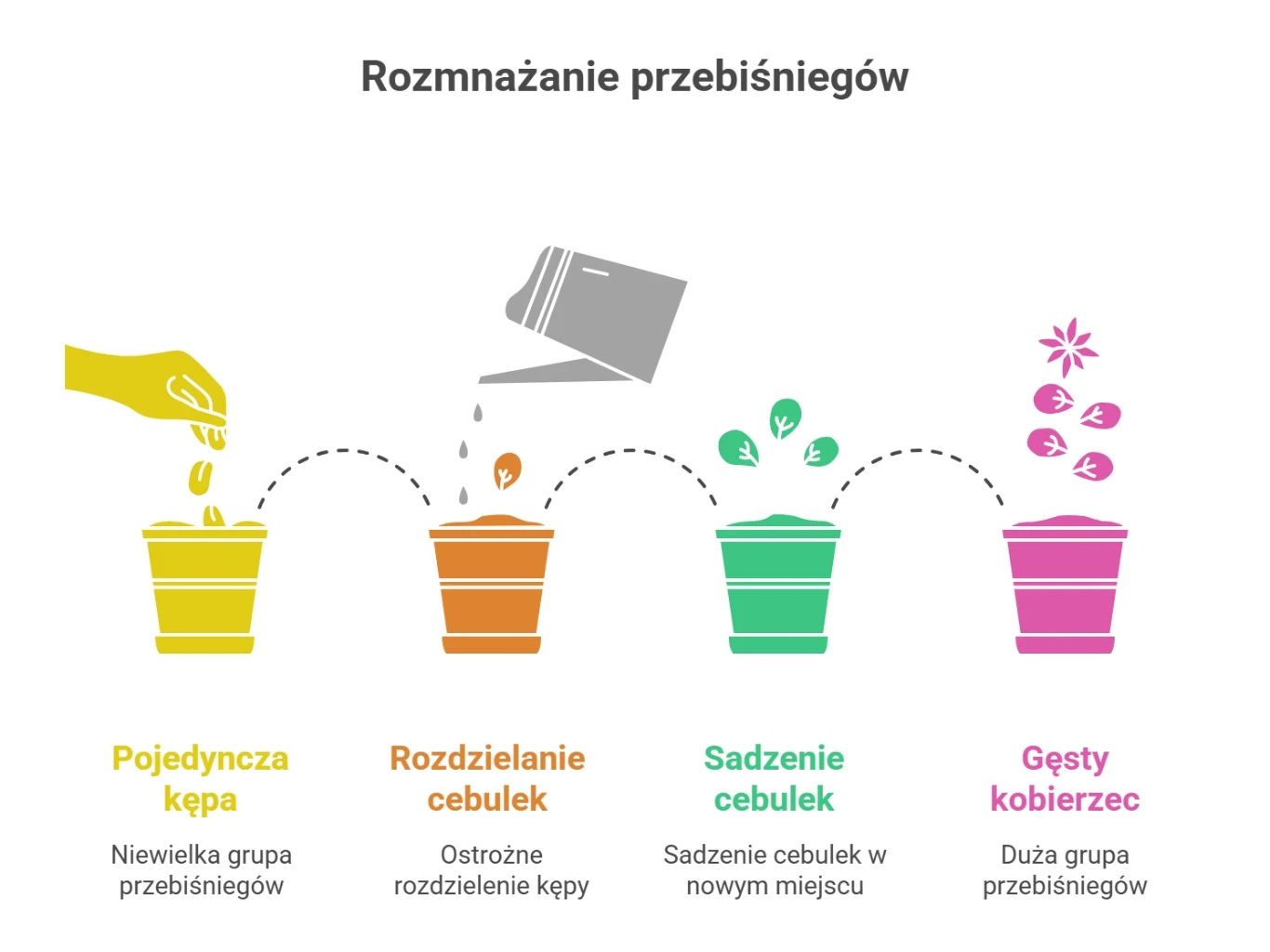 Schematyczny rysunek ilustrujący cztery etapy rozmnażania przebiśniegów: pojedyncza kępa, rozdzielanie cebulek, sadzenie cebulek w nowym miejscu oraz uzyskanie gęstego kobierca, z wyróżnionymi kolorami i opisami pod każdym etapem.
