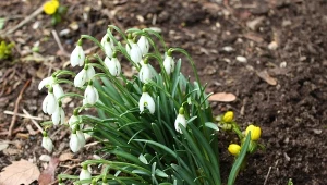 Trzy razy więcej przebiśniegów. Zrób jedną rzecz, gdy przekwitną