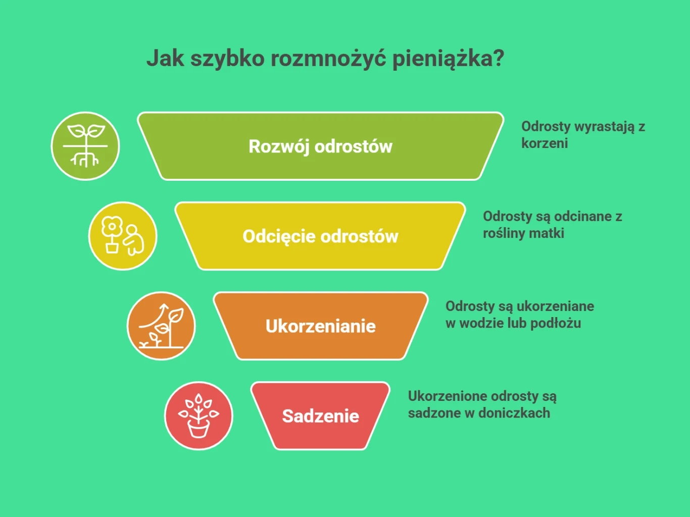 Infografika przedstawia cztery etapy rozmnażania pieniążka: rozwój odrostów wyrastających z korzeni, odcinanie odrostów z rośliny matki, ukorzenianie odrostów w wodzie lub podłożu oraz sadzenie ukorzenionych odrostów w doniczkach; każdy etap opisany je...