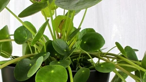 Pieniążek to "fabryka" sadzonek. Trzeba tylko wiedzieć, gdzie i kiedy uciąć