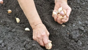 Truskawki będą soczyste, a czosnek ogromny. Wysiej obok jeszcze w marcu
