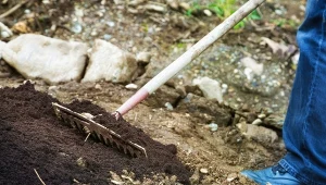 Węgiel organiczny w ogrodzie. Kluczowy składnik poprawiający jakość gleby