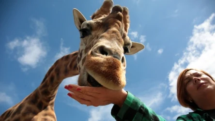 Na wolności żyje zaledwie ok. 2 tys. żyraf ugandyjskich. Ogrody zoologiczne na całym świecie starają się ocalić ten gatunek