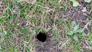 Po 2 kulki do każdej dziury w ziemi. Nornice pójdą sobie precz