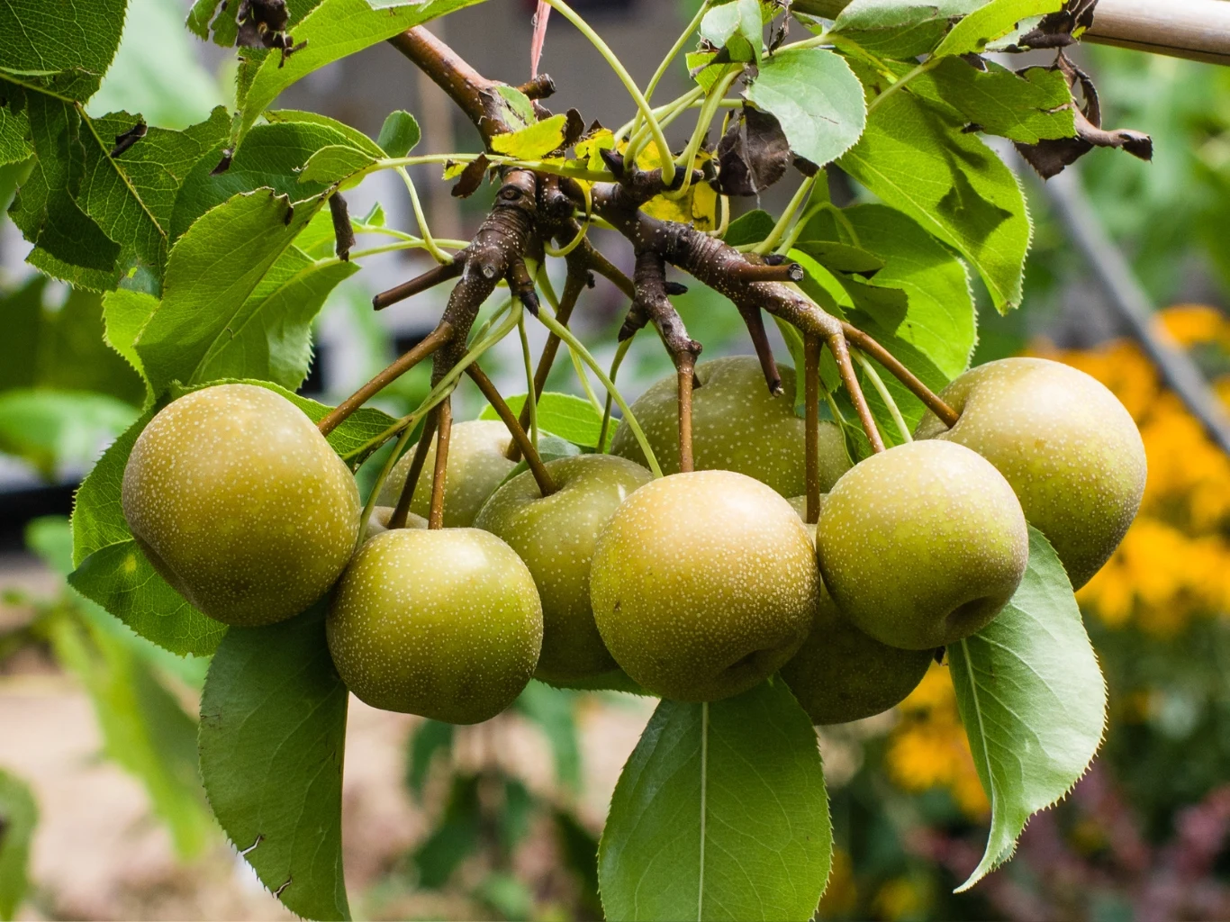 Podpowiadamy, jak uprawiać gruszę azjatycką, by obficie owocowała. Dojrzałe owoce gruszy azjatyckiej nashi na gałęzi z zielonymi liśćmi, gotowe do zbioru.