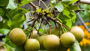 Posadź, a za rok będą owoce. Smaczniejsze niż gruszki i jabłka