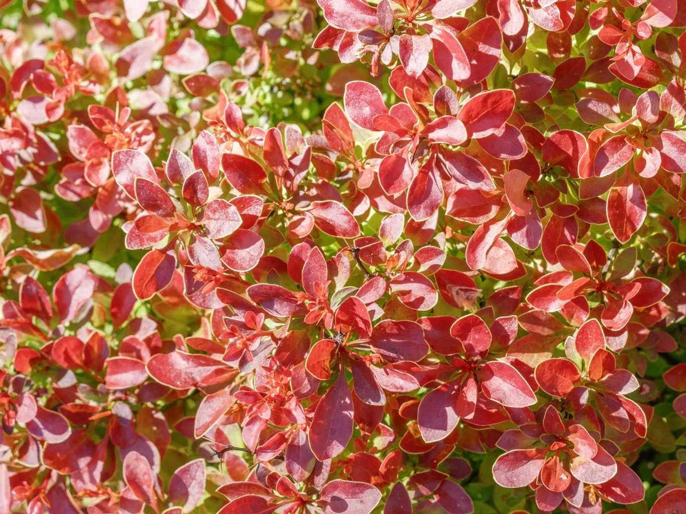 Gęste skupisko ozdobnych liści berberysu o intensywnie czerwonej barwie. 