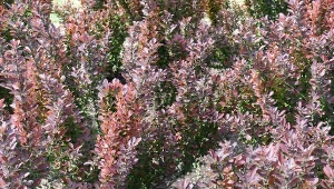 Zacznij cięcie berberysów w marcu. Szybko zaczną się zagęszczać