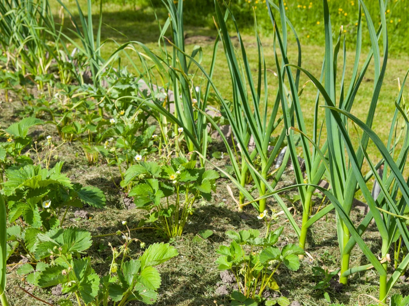 Rząd czosnku i truskawek na grządce ogrodowej.