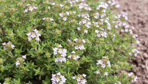 Niepozorne zioło o niezwykłych mocach w domu i ogrodzie