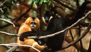 Samiec i samica gatunku Nomascus leucogenys na drzewie