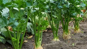 Seler będzie miał wielkie bulwy. Prosty trik po siewie na rozsadę