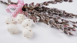 Nietypowe zastosowania tzw. kotków wierzbowych