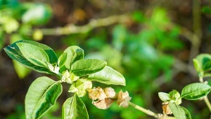 Cud natury w twoim ogrodzie? Właściwości, uprawa i przeciwwskazania