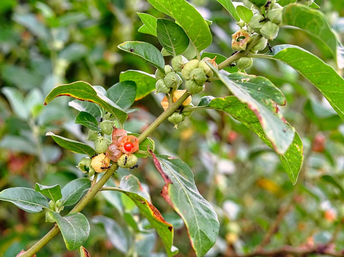 Gałązka krzewu z zielonymi liśćmi i niewielkimi, żółto-pomarańczowymi owocami na tle rozmytej roślinności.