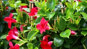 Ta roślina zachwyca bardziej niż pelargonie. Sąsiedzi będą pytać o sadzonki