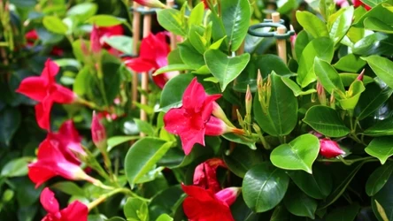 Dipladenia, inaczej zwana mandewilla, to poważna konkurencja dla uwielbianych pelargonii