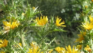 Roślina zapomniana czy przyszłość naturalnych ogrodów?