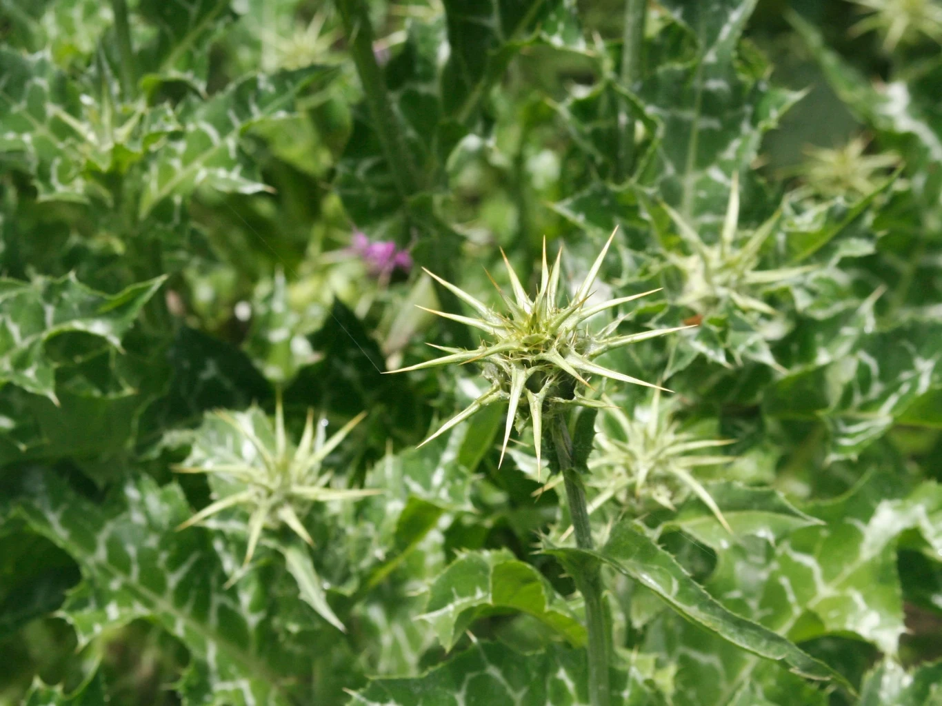 Kolczaste liście i pąki ostu z wyraźnie widocznymi białymi żyłkami i ostrymi igłami na tle zielonych liści.