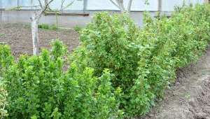 Dodaj do wody i polej po porzeczkach. Nie będzie żadnych szkodników