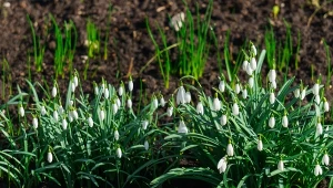 Biały dywan przebiśniegów za darmo. Metoda jest prościutka