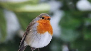 Rudziki zlecą się z całej okolicy. Uwielbiają takie budki lęgowe