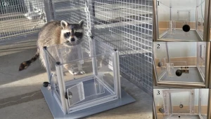 Odkryły nieznane motywy szopów. Ich nagrodą jest nie tylko jedzenie