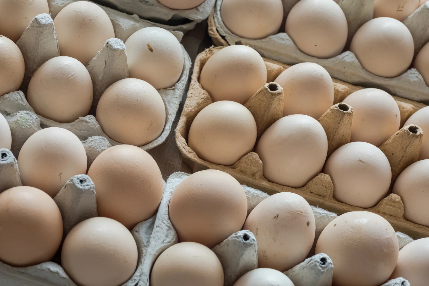 Kolejna sieć wycofuje ze sprzedaży jaja z chowu klatkowego Jajka zielononóżki są odrobinę droższe, ale za to dostarczają organizmowi cennych składników odżywczych