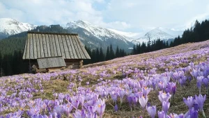 Wiosną na Polanie Kalatówki kwitną krokusy.