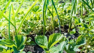 Posadź między truskawkami. Owoce będą duże, słodkie i zdrowe jak nigdy