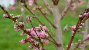 Zrób, póki nie ma liści. Inaczej brzoskwiń będzie co kot napłakał