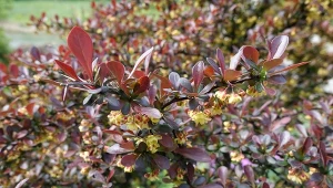 Berberys będzie jak kolorowa ściana. W marcu zadbaj o ważną rzecz