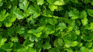 Uprawiana niemal na całym świecie. Poznaj jej sekretne moce