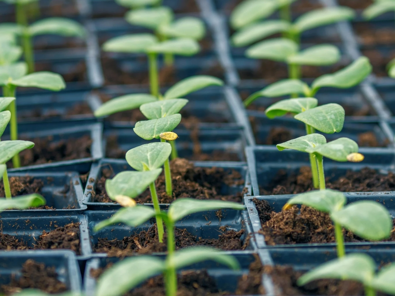 Młode sadzonki ogórków wyrastające w równo rozmieszczonych doniczkach. 