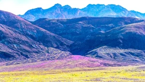 Kwiaty zakwitły w Dolinie Śmierci w USA. To największy tego typu epizod od 2016 roku