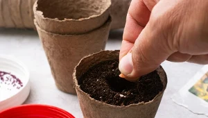 Jak wzmocnić rozsadę ogórków? Użyj starej, babcinej odżywki