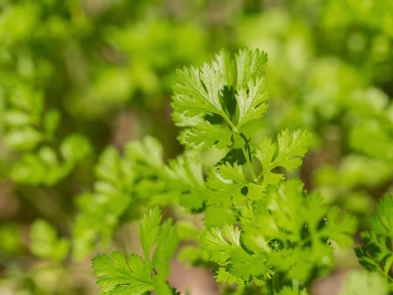 Zbliżenie na liście świeżej kolendry o intensywnie zielonym kolorze i delikatnie powycinanych brzegach, wyróżniające się na rozmytym tle z podobnych roślin.