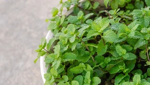 Możesz zbierać dwa razy w roku. Na bóle brzucha i skurcze najlepsza