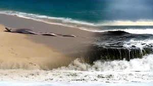 "Ryba zagłady". Dwa wstęgory królewskie pojawiły się na plaży w Meksyku