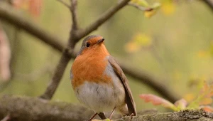 Rudziki zlecą się do ogrodu. Takie miejsce jest im teraz bardzo potrzebne